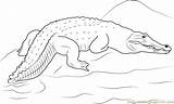Crocodile Rock Coloring Pages Coloringpages101 sketch template