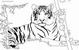 Tiger Bengal Coloring Printable Color Pages Click Size sketch template