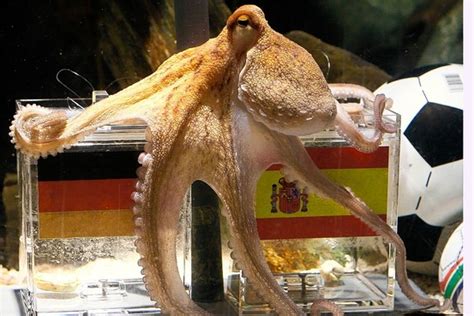 psychic octopus who picked world cup winners dies peacefully in germany wsj