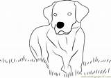 Coloring Labrador Retriever Yellow Pages Dog Coloringpages101 Color sketch template