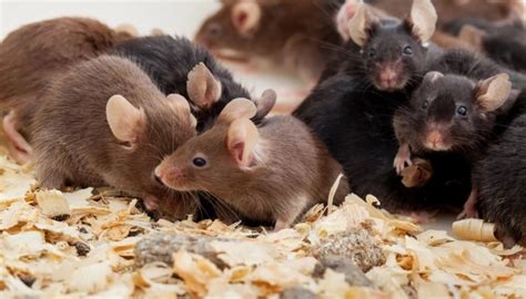 muizenplaag  friesland ongediertebestrijdencom