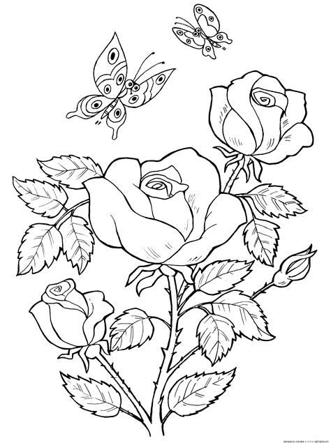 rose coloring pages butterfly coloring page pattern coloring pages