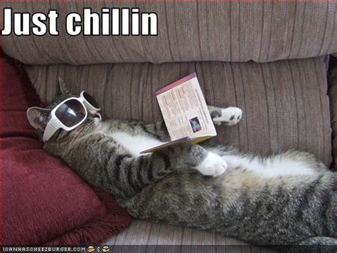 chillin cheezburger funny memes funny pictures