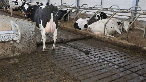 bijna drie procent minder ammoniakemissie  de veehouderij   melkveenl nieuws en