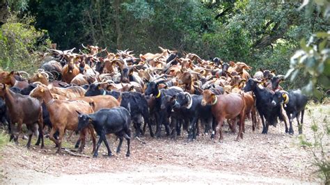 picture  day herd  goats
