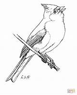 Titmouse Tufted Coloring Pages Bird Tit Printable Supercoloring Color Drawing Crafts Select Category Nature Choose Board Birds sketch template