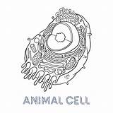 Celula Tierischen Zelle Célula Vektoren sketch template