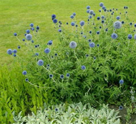 veitchs blue globe thistle offers cool midsummer color