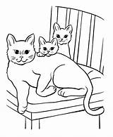 Cat Coloring Pages Tabby Big Kids Trending Days Last sketch template