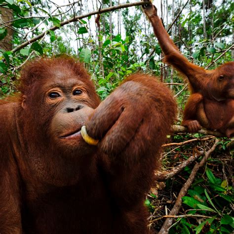 Palm Oil Orangutans Burn