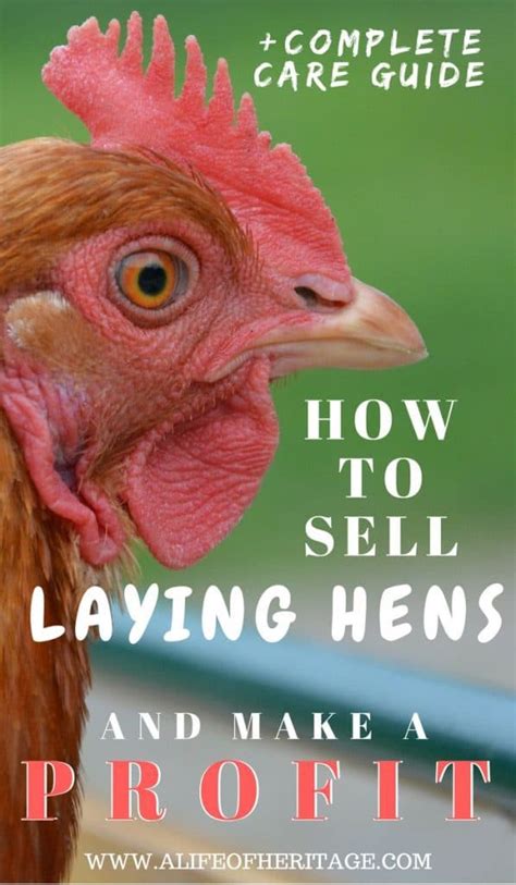 how to sell laying hens and make a profit complete care