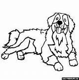 Dog Coloring Bernese Mountain Pages Getcolorings sketch template
