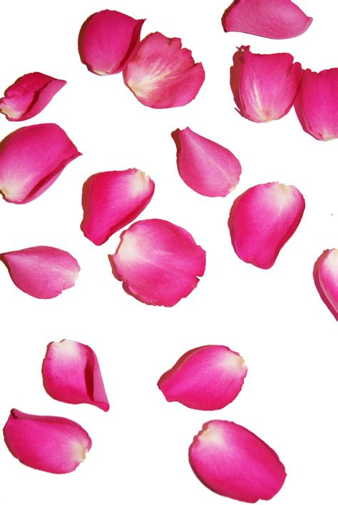 rose petals  phenomenalphoto  deviantart