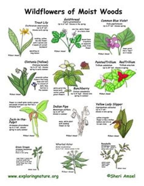 plant identification  leaf chart plant identification pinterest