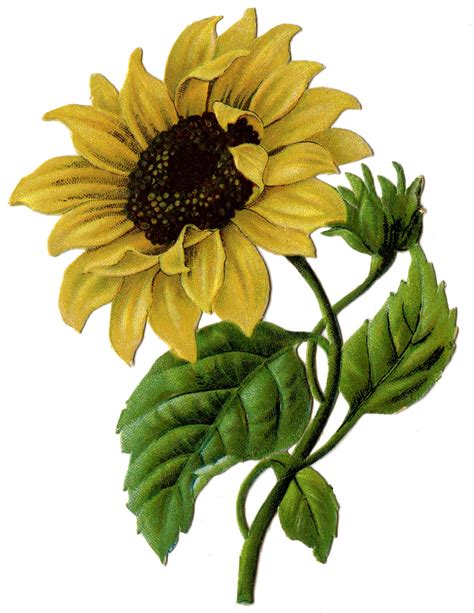 sunflower  vintage graphic beautiful sunflower   graphics fairy