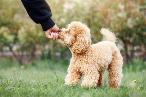 toy poodle dog breed guide info pictures care  pet keen