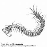 Scolopendra Drawing Drawingtutorials101 sketch template