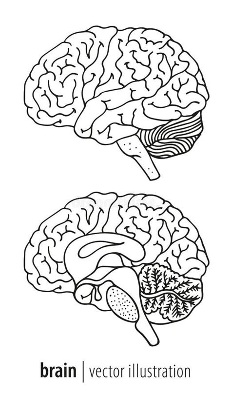 loudlyeccentric  brain anatomy coloring book