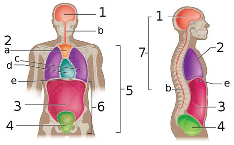 labeling  body movements anterior body unlabeled google search medical anatomy