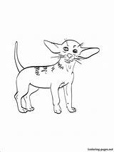 Coloring Pages Doberman Getcolorings Chihuahua Chiwawa Getdrawings sketch template