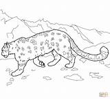 Leopard Snow Coloring Pages Leopards Printable Colouring Amur Animal Template Clipart Drawing Clouded Mountain Print Cat sketch template