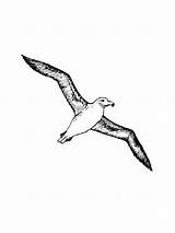 Albatross Fortuna sketch template