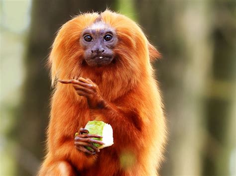apenheul primate park apeldoorn visitor information reviews
