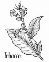 Tobacco Drawing Plant Leaf Vector Flower Pipe Goldenrod Sketch Getdrawings Illustration Tattoos Drawn Pinnwand Auswählen Bilder Botanical sketch template