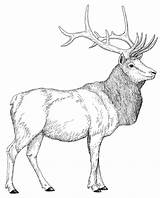 Elk Colorear Ciervo Bestcoloringpagesforkids Venado Colouring Roosevelt Dentistmitcham sketch template