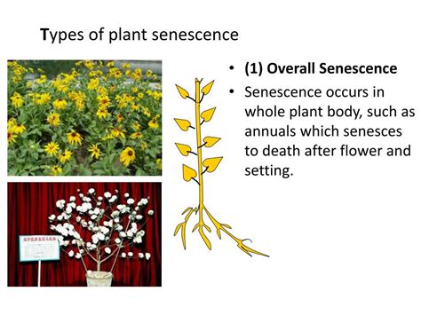 plant physiology powerpoint    id