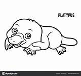 Ornithorynque Platypus Schnabeltier Coloriage Veterinary Malbuch Hatching Adult sketch template