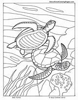 Coloring Pages Sea Turtle Ocean Animals Printable Animal Kids Colouring Sheets Seashore Color Books Book Turtles Dibujos Beach Printables Au sketch template