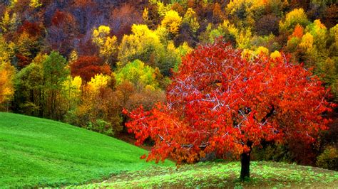 red autumn tree image abyss