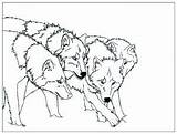 Wolf Coloring Pages Kids Color Easy Print Children Printable Justcolor sketch template