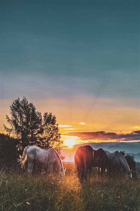 horses  sunset horses photo  fanpop