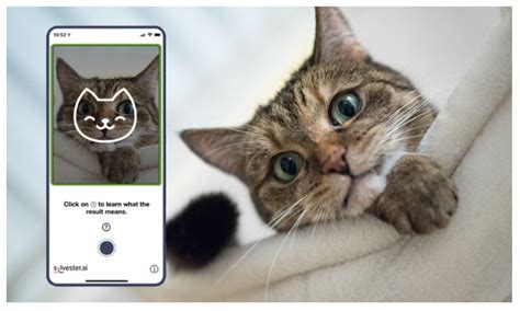 tably  ai powered camera app give   deeper understanding   cats health  mood