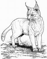 Lynx Wildlife sketch template