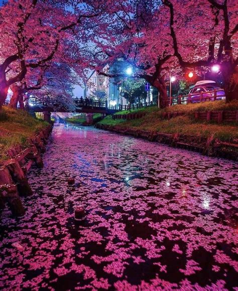 cherry blossoms  japan rpics