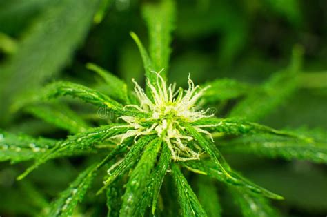 deur kweek hennep jonge cannabisinstallatie geneeskrachtige indica met cbd cannabis aan het