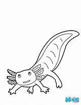 Coloring Axolotl Salamander Mexican Pages Color Hellokids Animal Sheet Designlooter Printable Print 1kb sketch template