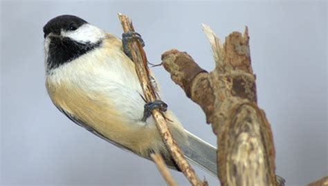 distinguish  male female chickadee sciencing