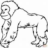 Gorilla Coloring Orangutan Pages Template Drawing Supercoloring Printable Kids Color Clipart Vorlage sketch template