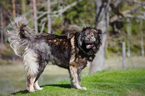 caucasian shepherd dog breed   caucasian ovcharkas