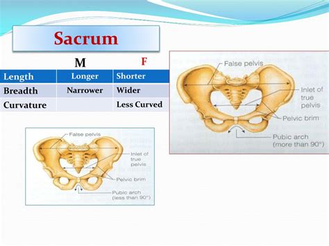 Ppt Pelvis And Sacrum Powerpoint Presentation Free Download Id 2063088
