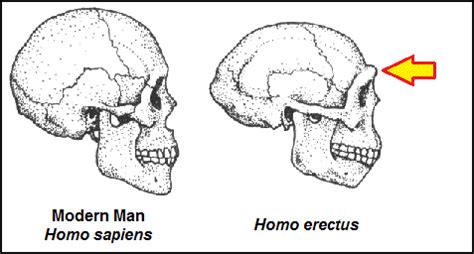 homo erectus  america evidence patagonian monsters