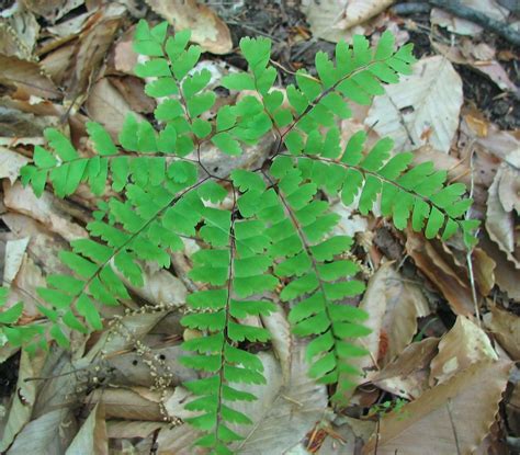 southern maidenhair western  fingered fern adiantum shade