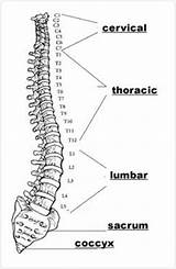Spinal Vertebral Lhsc Pages sketch template