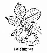 Conkers Coloring Chestnut Horse Illustrations Book Autumn Stock Children sketch template