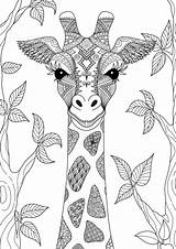Jirafa Giraf Kleurplaten Mandalas Girafa Dieren Kleurplaat Handgetekende Dibujos Zendoodle Dibujada Adultos Jirafas Handgezogene Vetores Zentangle Tekening Adulto Vektoren Teken sketch template