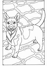 Jack Russel Coloring Kleurplaat Russell Pages Grote Colouring Kleurplaten Edupics Dog Pdf Jpeg Large Dogs Book Choose Board Afbeelding sketch template
